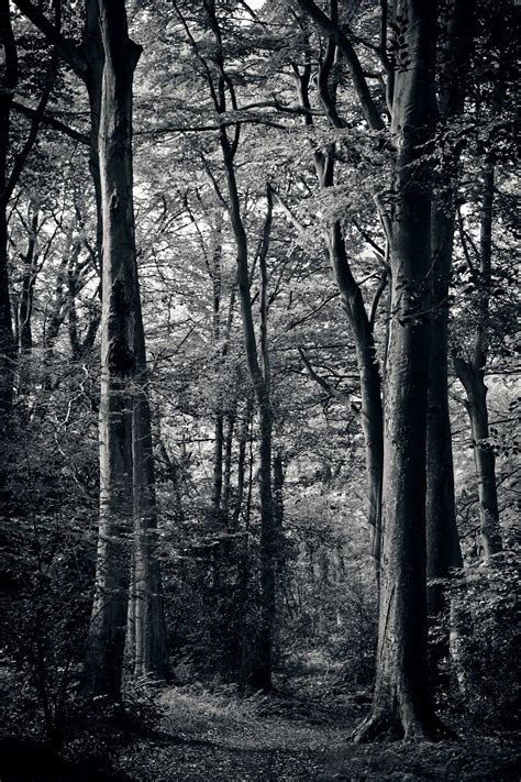 Free Images Landscape Nature Forest Winter Light Black And White