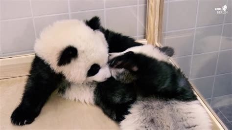 Twin Panda Cubs Get A Checkup In Berlins Zoo Youtube