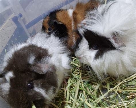 12 Weeks Old Male Guinea Pigs For Sale In Hailsham East Sussex Preloved