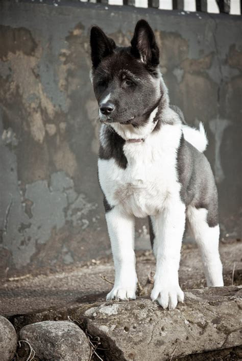 Five Best Japanese Dog Breeds Pethelpful