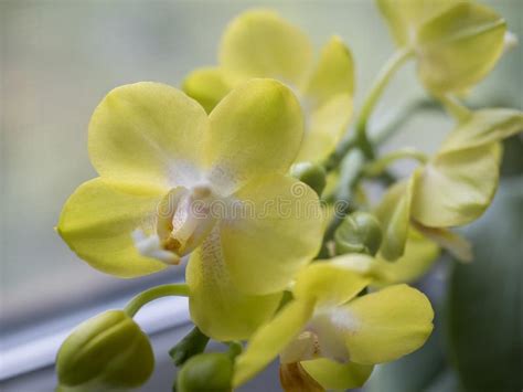 Phalaenopsis Orchids Beautiful Varietal Rare Orchid Beautiful Indoor