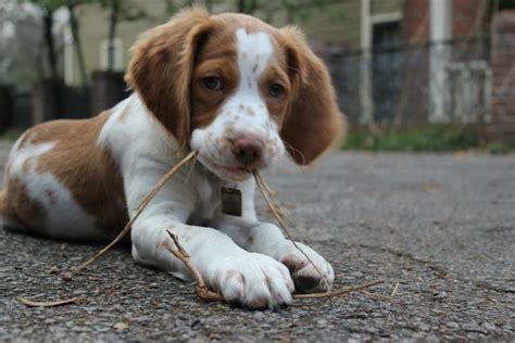 Home to ngdc nagdc fc afc peter gunn, carter brittany kennels is carter brittany kennels. Miss my Brittany spaniel puppy being this small! | Rainy ...