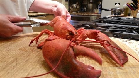 Nova Scotia Lobster Season Feasts