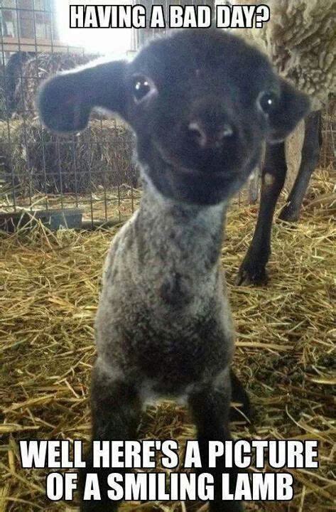 Funny Goat Cute Animals Goat And Llama Funnies Pinterest
