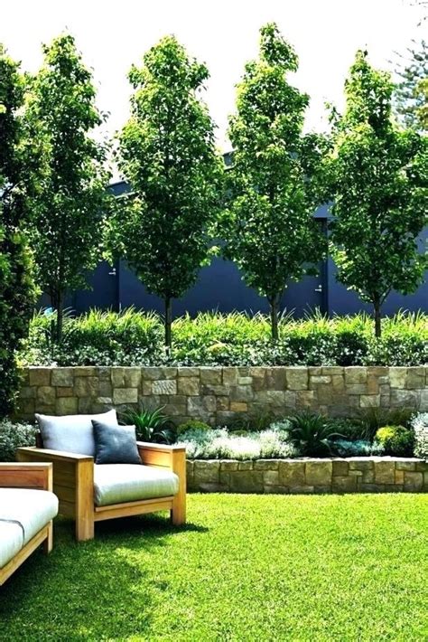 Best Privacy Trees For Small Backyard Best Privacy Trees For Backyard