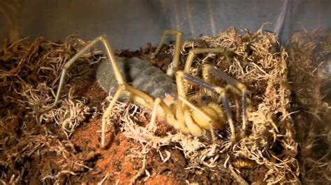 How To Care For A Camel Spider Youtube