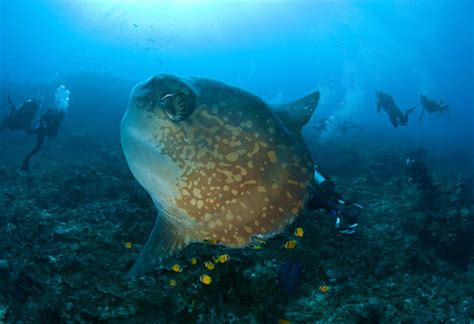 Mighty molas are often seen in monterey bay from whale watching boats, especially when jellies are. Bali Scuba Diving l Snorkeling l PADI Courses