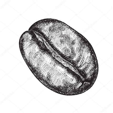 Vector Draw Of A Coffee Bean — Stock Vector © Paulartworks 33683599