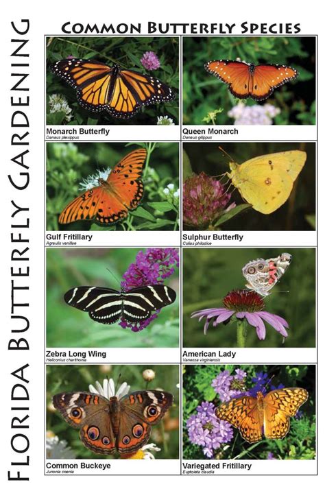 What your garden needs is a collection of some special flowers that attract butterflies with their colorful petals, sweet scent and juicy nectar. Butterflies & Butterfly Plants of Central Florida