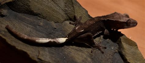 Couple Of Shots Of The Grey Crested Geckos Reptile Forums