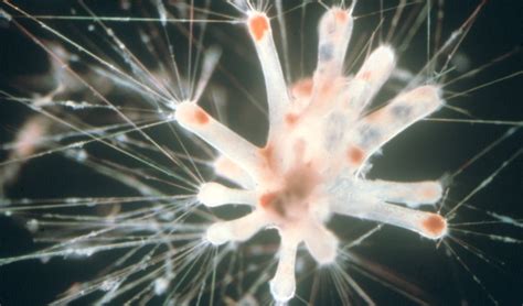 First Global Atlas Of Marine Plankton Reveals Remarkable