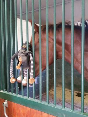 15 great horse stall toys & diy stable enrichment & boredom busters. Pro Equine Grooms - Stall Rest Secrets