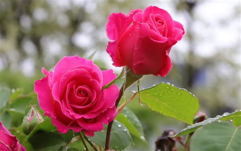 We did not find results for: 35 Amazing Backyard Rose Garden Ideas | Seasonal Preferences