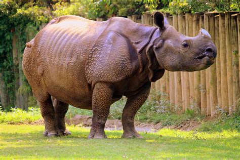 Great Indian Rhinoceros Montgomery Zoo Flickr