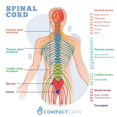 Anatomy Of Spinal Cord Injury Treatment Complication Rxharun
