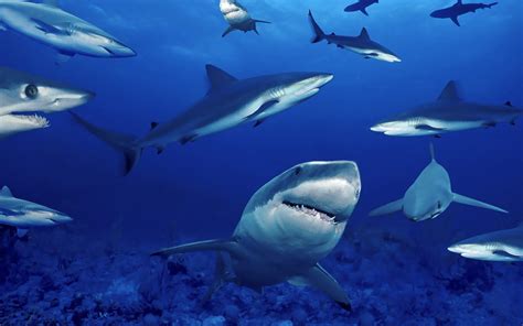 Group Of Dangerous Sharks All Best Desktop Wallpapers