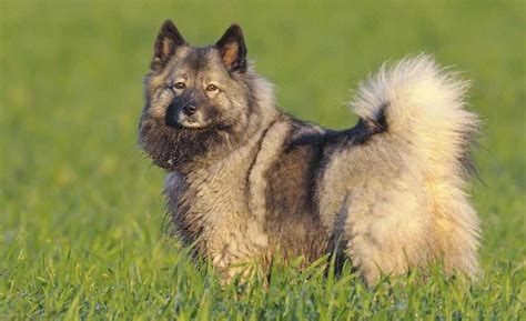 Keeshond Dog Breed Information And Images K9 Research Lab Breeds