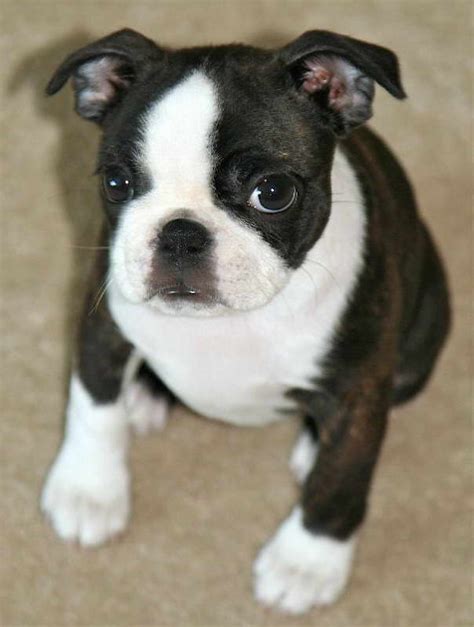 75 Boston Terrier Boxer Mix Puppies For Sale Near Me Photo