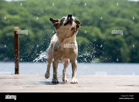 Dog Shaking Water Off Fur On Dock Stock Photo Alamy