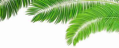 Palm Leaf Clip Transparent Branches Branch Decoration