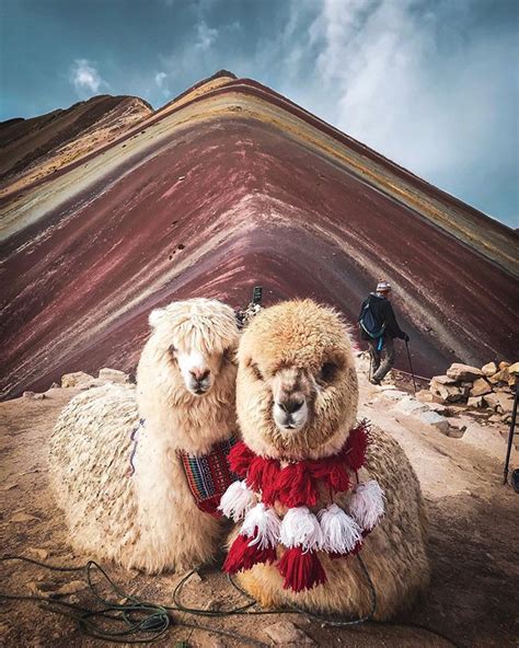 Buenos Días From The Cutest Alpacas Overlooking The Rainbow Mountain