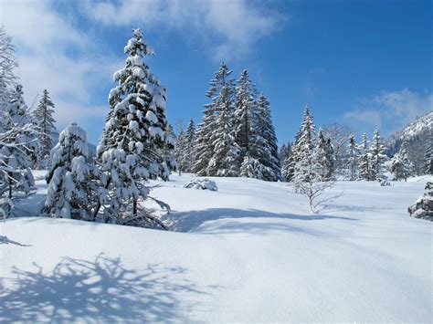 無料画像 風景 木 自然 山脈 天気 雪が降る モミ シーズン リッジ ウィンタースポーツ アルプス 履物 ピステ 冬の林 Allg U オベルジョック