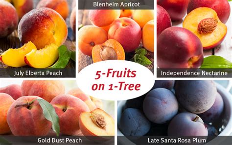 2019 Bare Root Fruit Trees Tree Types And More Summerwinds