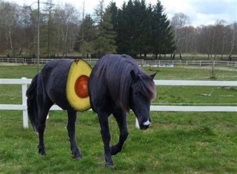 14 bilder som bevisar att hästar är en frukt som inte finns