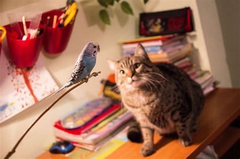 Can Cats And Birds Live Together