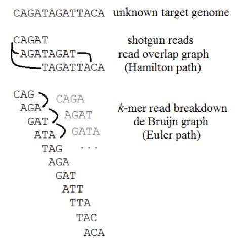 Example Or Genome Shotgun Sequencing With An Associated Read Set A