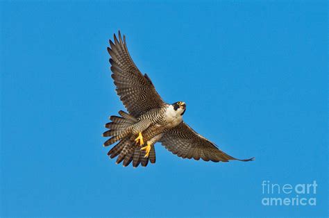 Peregrine Falcon In Flight Photograph By Anthony Mercieca
