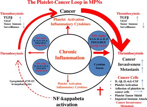 Figure 1 From The Platelet Cancer Loop In Myeloproliferative Cancer Is