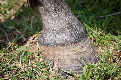 Patellar Luxation In Horses Symptoms Causes Diagnosis Treatment