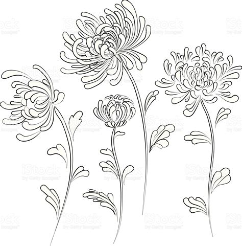Chrysanthemum Vector Id165801197 2016×2048 Chrysanthemum Tattoo