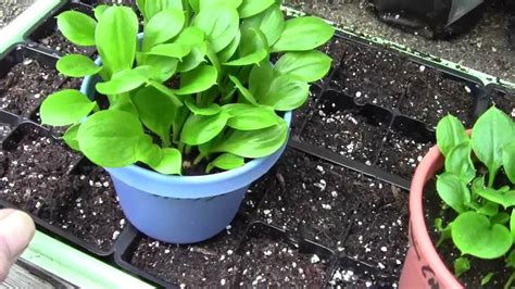 CALLA LILIES GROWN FROM SEED - YouTube
