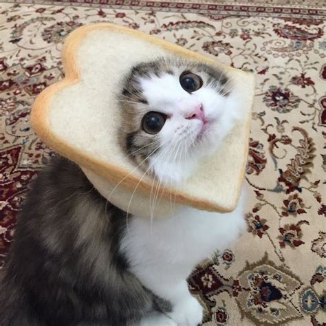 Create Meme Cat Cute Cats Cat In Bread Pictures Meme