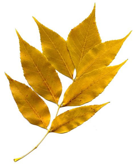 Free Gold Leaves Cliparts Download Free Gold Leaves Cliparts Png