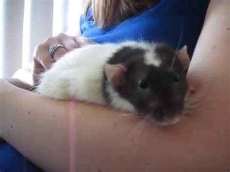 Rodent as pets | earth's friends. Why Dumbo Rats Are the BEST! - YouTube