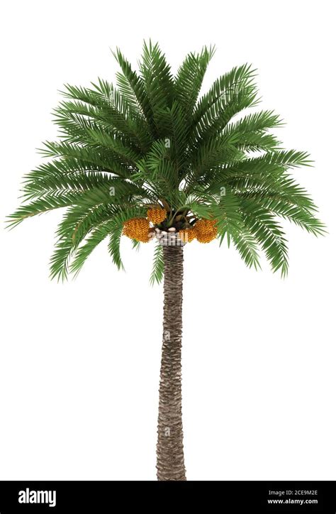 Palm Tree Isolated On White Background Stock Photo Alamy