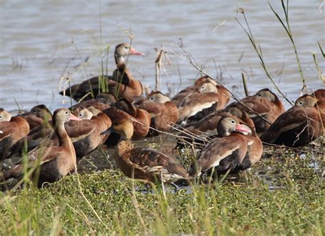 Fulvous And Black Bellied Whistling Ducks Estero Llano Gra Flickr