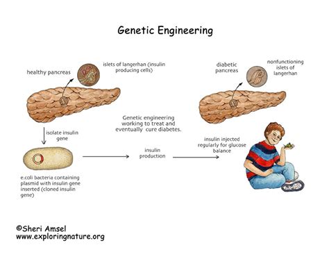 Genetic manipulation has also been undertaken in order to increase the resistance of fish to pathogens. Genetic Engineering