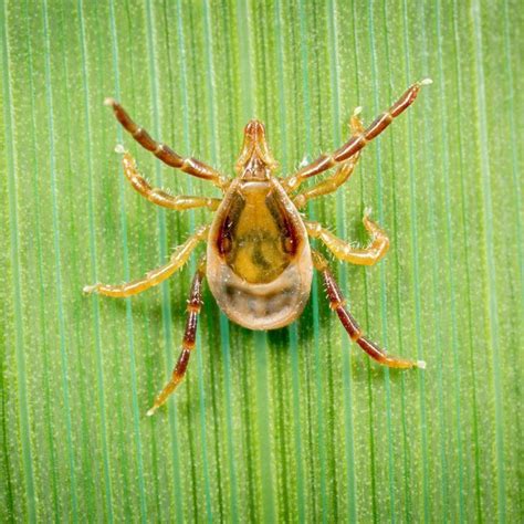 Ticks Bring On Allergic Reaction To Eating Red Meat Abc Radio