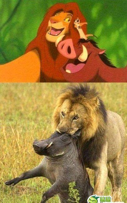 Simba And Pumba In Real Life Funny Jokes Funny Pix Funny Pictures