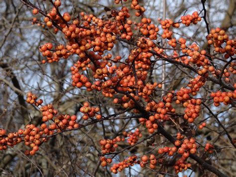Free shipping on all orders over $99 with arrive alive berry heavy winterberry holly. Powell Gardens' Blog: Hollywood at Powell Gardens