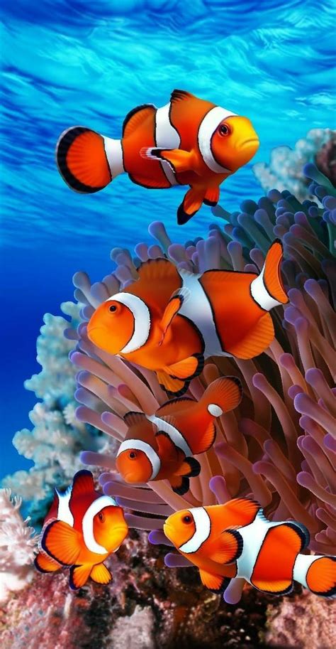 Very Beautiful Ocean Creatures Colorful Fish Beautiful Sea Creatures