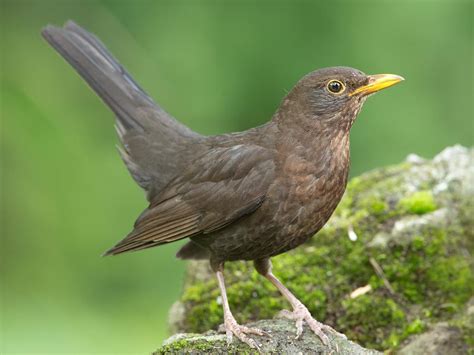 Female Blackbirds Everything You Need To Know Bird Fact