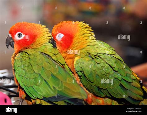 Love Birds Hi Res Stock Photography And Images Alamy