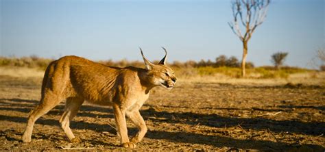 Big Cats | Nature | PBS