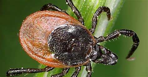 5 Tips For Keeping Ticks Out Of Your Yard