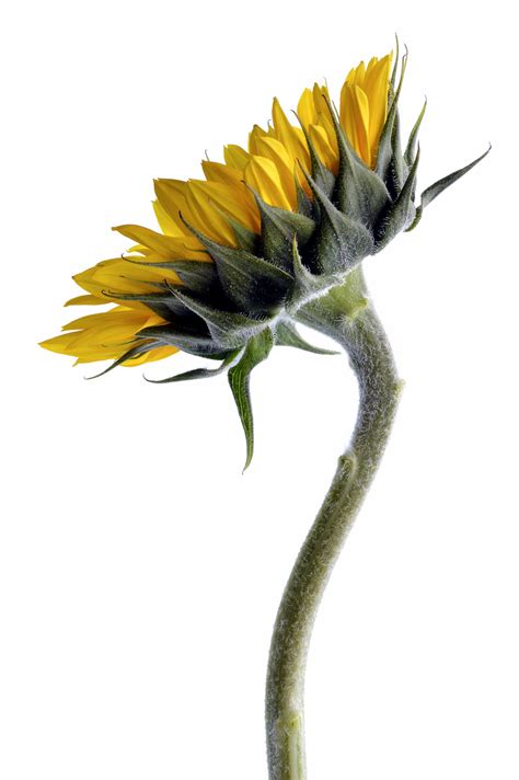 Sunflower On White ~ Bright Floral Wall Print Sunflower